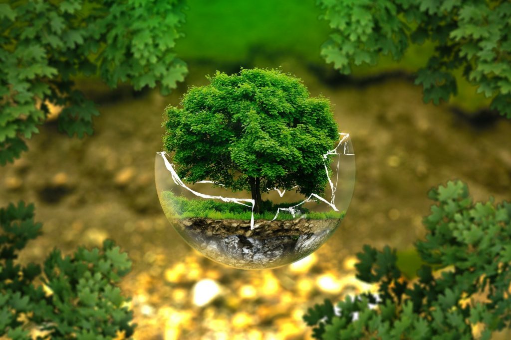 PHOTO arbre dans globe cassé